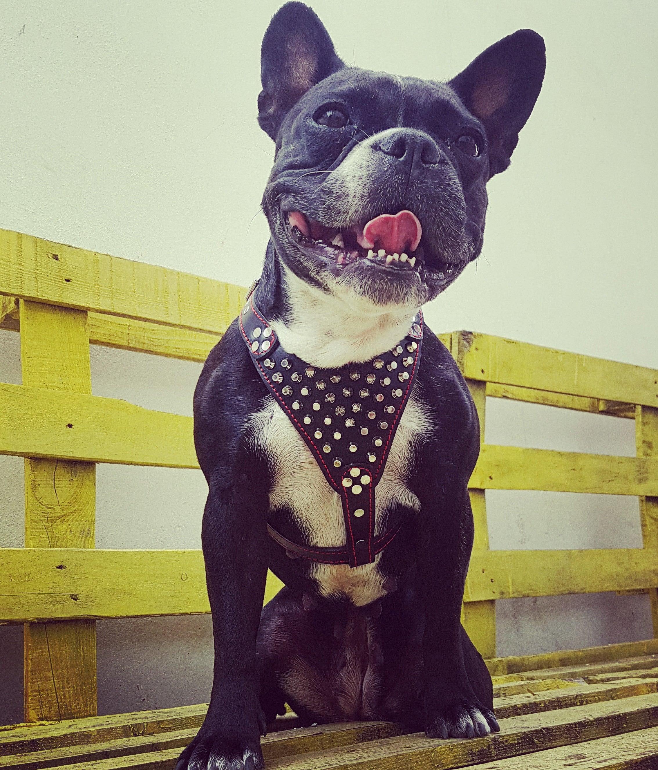 batman dog harness for french bulldogs