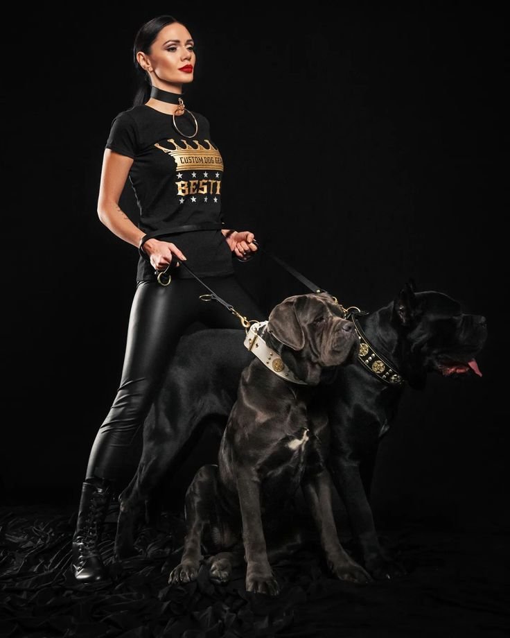 Two Cane Corsos with their handler; the front dog wears the “Maximus” white & gold collar