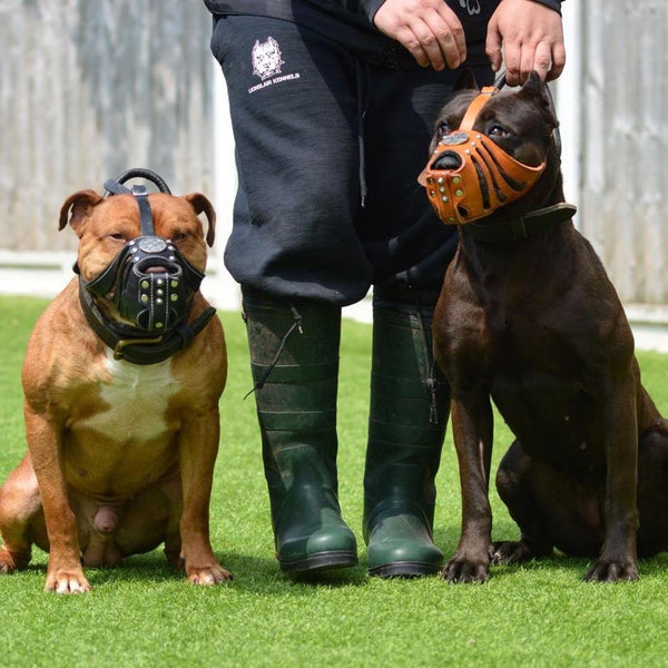 The Best Basket Dog Muzzle for Your Pitbull: Complete Guide to Safety, Comfort, and Functionality