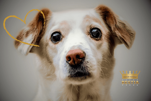 Bestia Cares: for The Hellhound Foundation