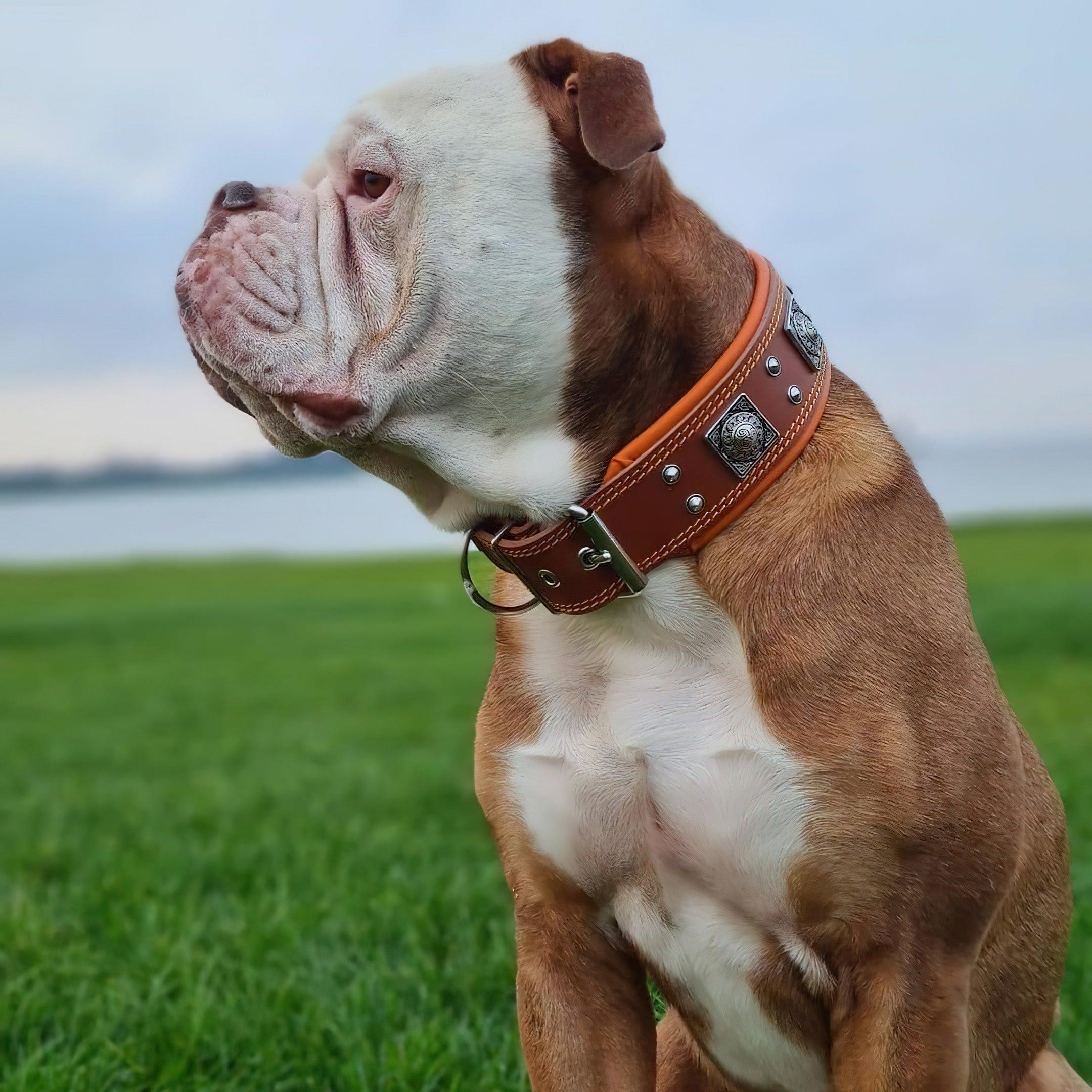 Content Collars Bestia Collars for large dog breeds, Medium to XXL sizes – Page 3 ...