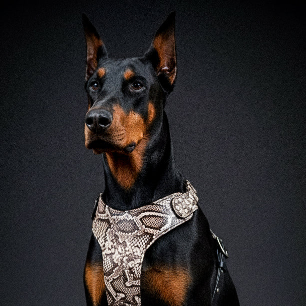 The ''Rock Python'' harness