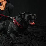 The "Balteus" red collar