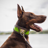 The ''Venom'' collar