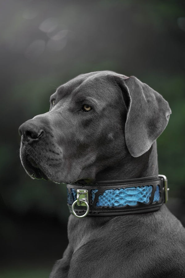 The ''Morelia Python'' collar