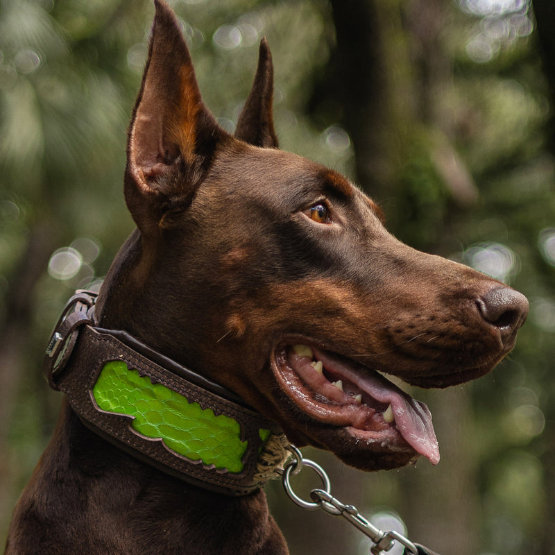 bestia custom dog gear Venom collar XL- fits a neck of 22.6 to 26.6 inch (57,5 to 67,5 cm) / Black