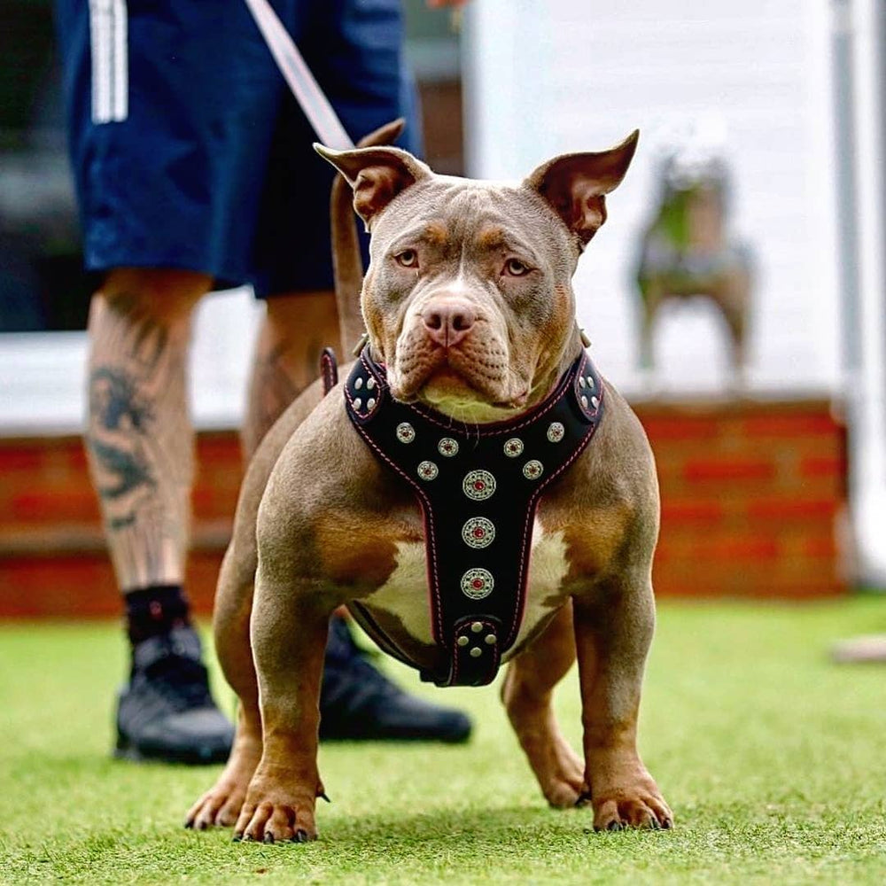 American Bully Luxury Harness For Dogs Black Gold Series Deluxe
