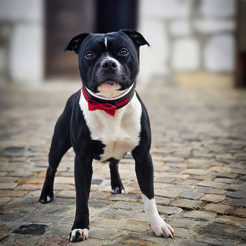 The "Bowtie" collar black