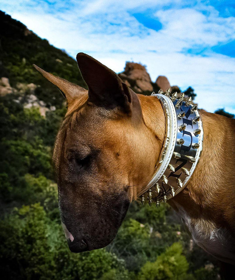 The "Metal" collar White & Gold- personalized!