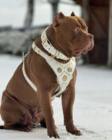The "Maximus" collar 2.5 inch wide white & gold