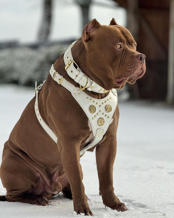 "Maximus White" BIG dog SET- Harness - collar - lead. Brass rivets
