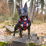 Superdog Harness Medium Size