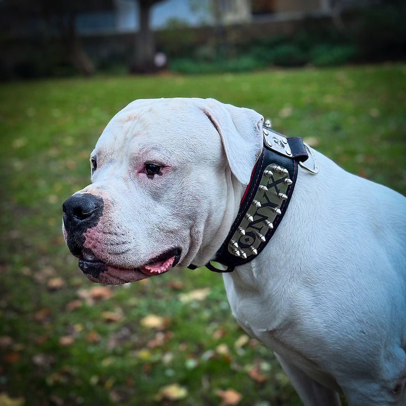 bestia custom dog gear The personalized Bestia Kennel Collar Size S