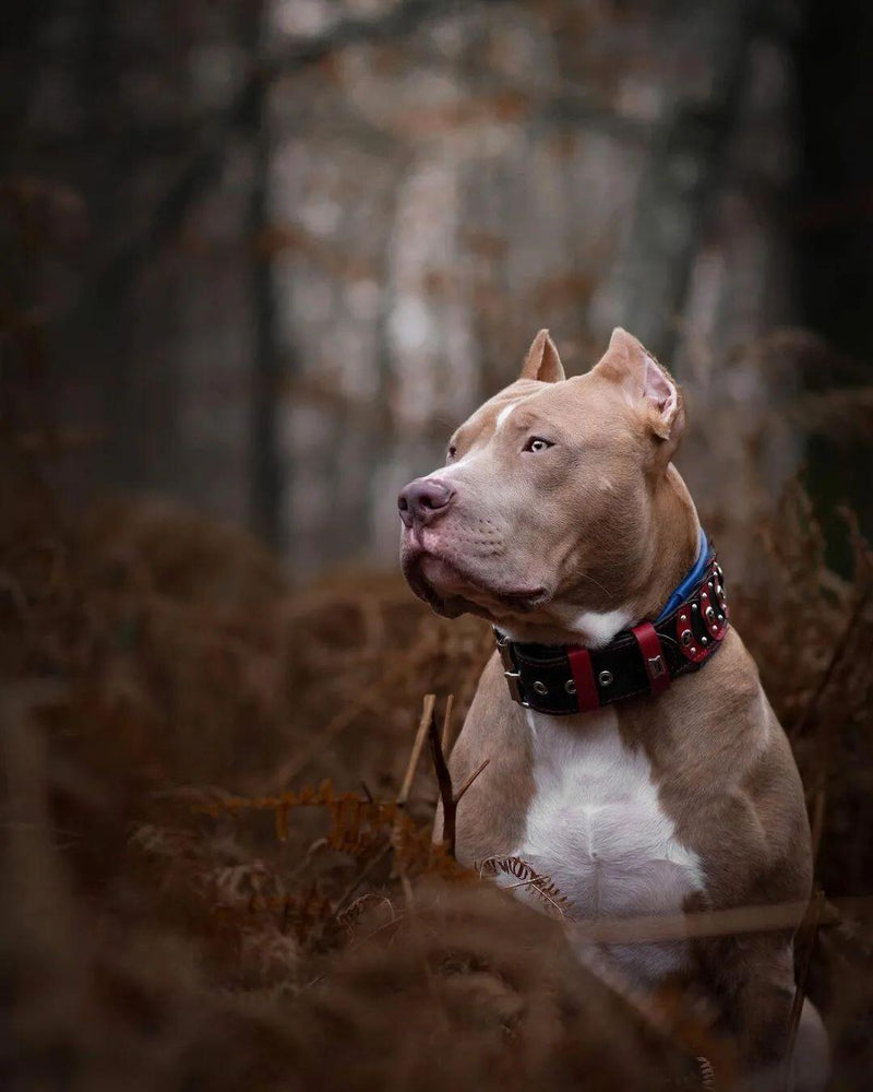 ''Captain America'' Collar