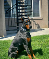 Doberman wearing the Bestia Bijou black & blue leather collar with blue padding and blue-stone rivets