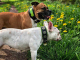 White French Bulldog wearing the Bestia Bijou black & green leather collar with green-stone rivets