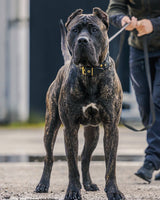 Cane Corso on a walk wearing a Bestia custom black leather collar with gold hardware