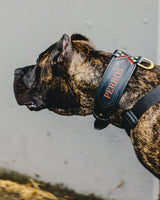 Brindle Cane Corso wearing a Bestia custom leather collar with the name PERROS and a red X centre panel