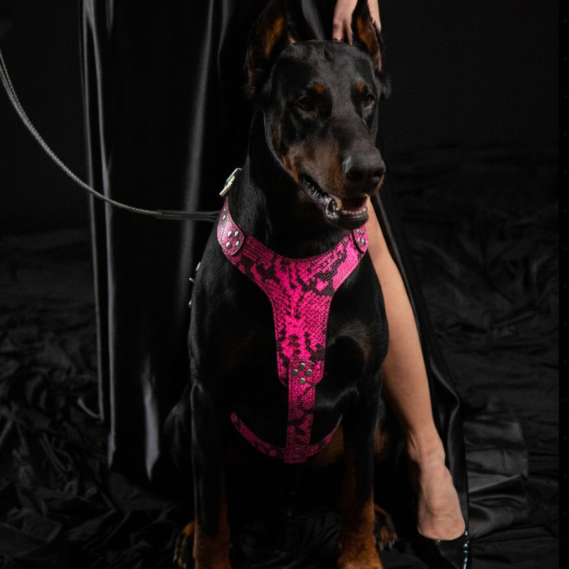 The ''Rock Python'' harness PINK