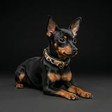 The Leopard Puppy Collar