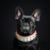 White "Frenchie" dog collar