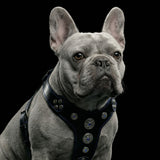 The ''Bijou'' harness Black & Blue Small to Medium Size