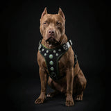 ''Bijou'' harness Black & Green for big dogs