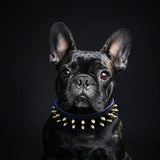 "Frenchie" collar
