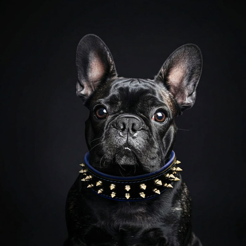 Bulldog Studded Collar Dog Collars for sale | UK Bulldog Studded Collar Dog Collars for sale | UK