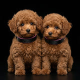 The ''Taurus'' puppy collar