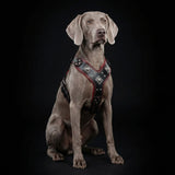 The "Eros" harness black & red