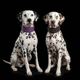 "Crystal" 2.8 inch wide soft leather collar