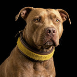 The ''Shrek'' collar