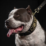 ''Imperium'' hand stitched 8 cm wide show collar