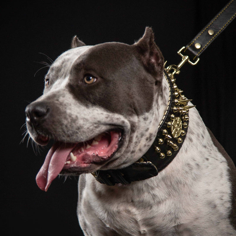 ''Imperium'' hand stitched 8 cm wide show collar