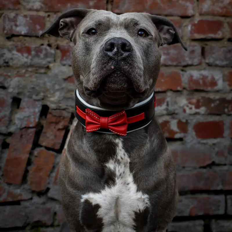 The "Bowtie" collar black