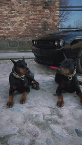 The ''Midas'' Collar Gold