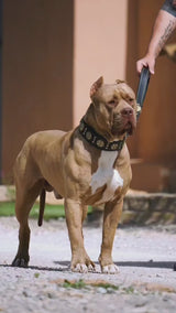 The "Maximus" collar 2.5 inch wide black & gold