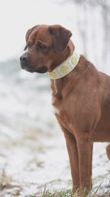 The "Maximus" collar 2.5 inch wide white & gold