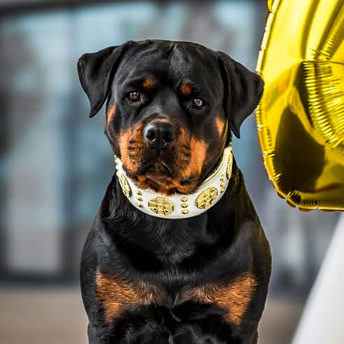 Rottweiler wearing the “Maximus” white & gold collar