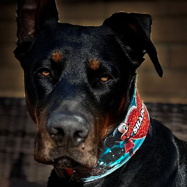 The Mickey Limited SET – Bestia Dog Gear