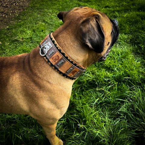 The ''SPQR'' Dog Collar