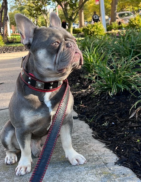 The "Eros" collar 2 inch wide Collars