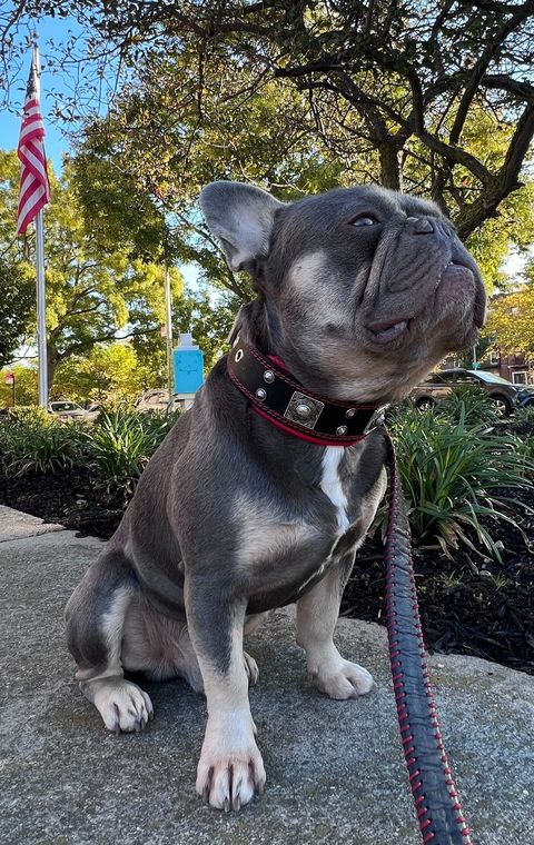 The "Eros" collar 2 inch wide Collars