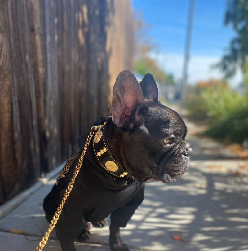 The "Maximus" collar 2 inch wide gold decoration Collars