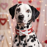 Valentine's Day Limited Collar