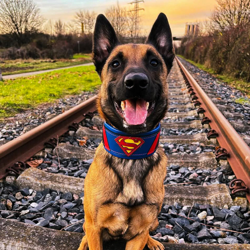 Superdog Collar