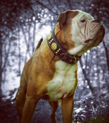 The "Maximus" collar 2.5 inch wide brown & gold