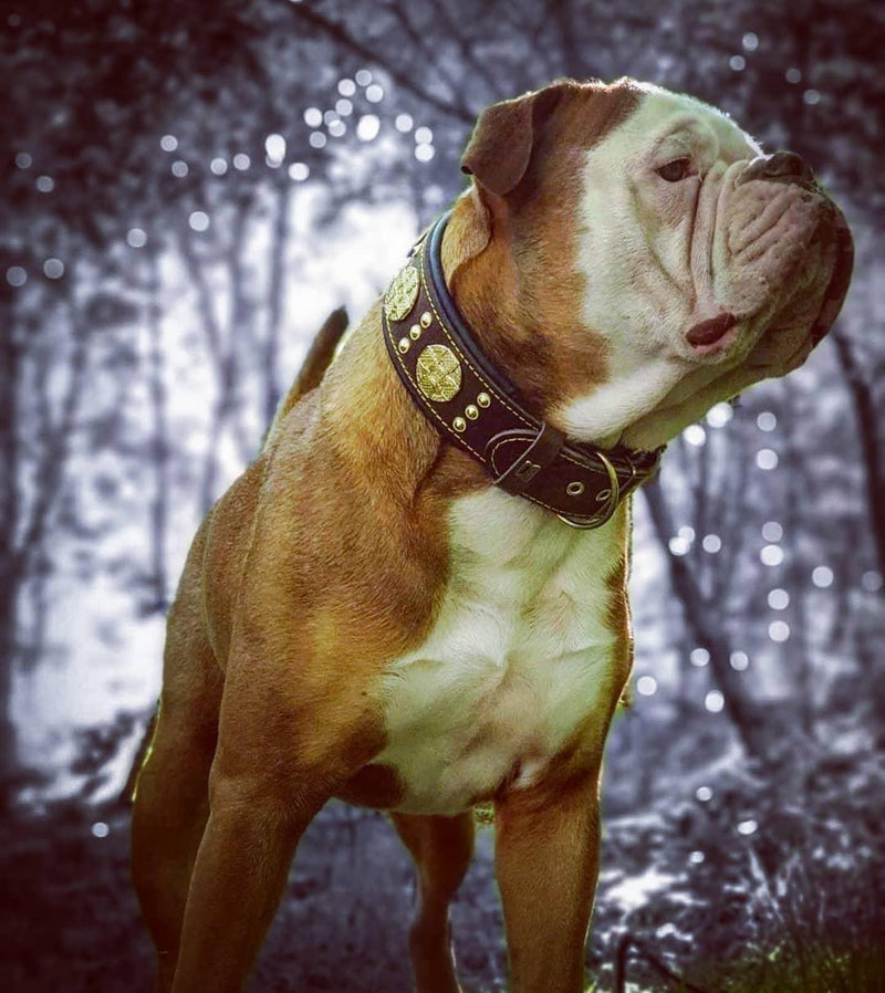 The "Maximus" collar 2.5 inch wide brown & gold