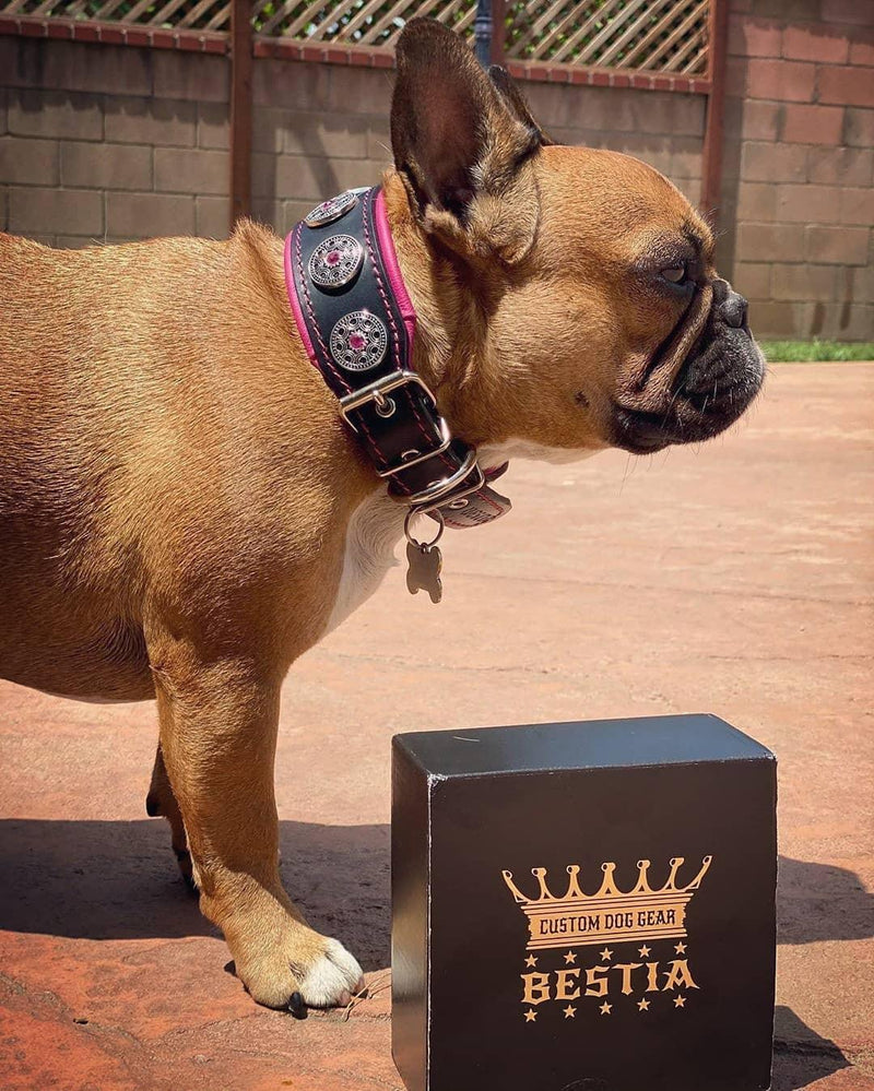 bestia custom dog gear Bestia "Bijou" leather dog collar. Studded. Unique Design and Quality – Bestia Dog Gear